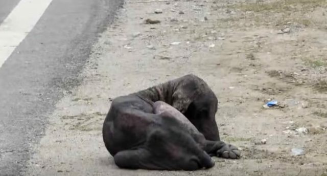 il-salvataggio-del-cane.in-condizioni-terribili