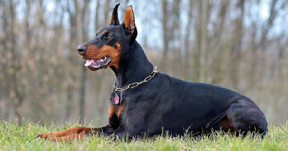 Denunciato perché picchia i suoi due cani