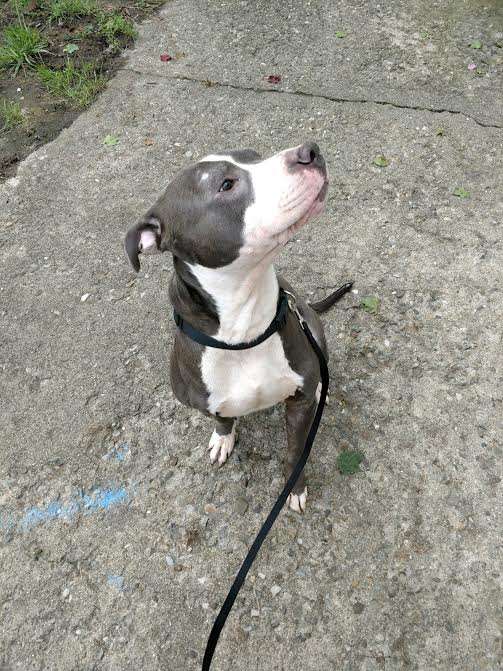 Cane lasciato al canile