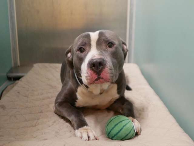 pit bull