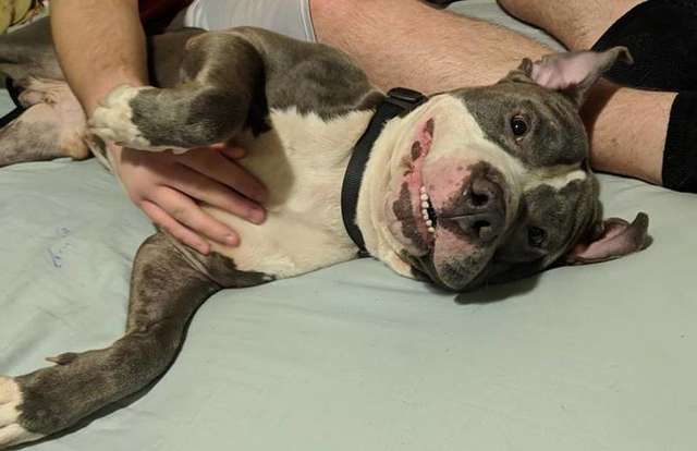 cane adottato