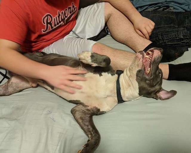 animale domestico da adottare