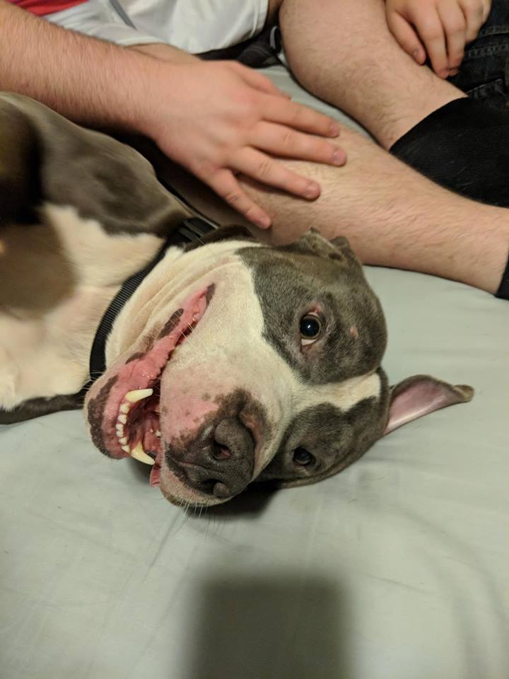 cane