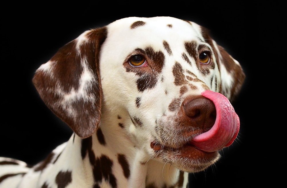 Quali verdure possono mangiare i cani? Ecco la lista