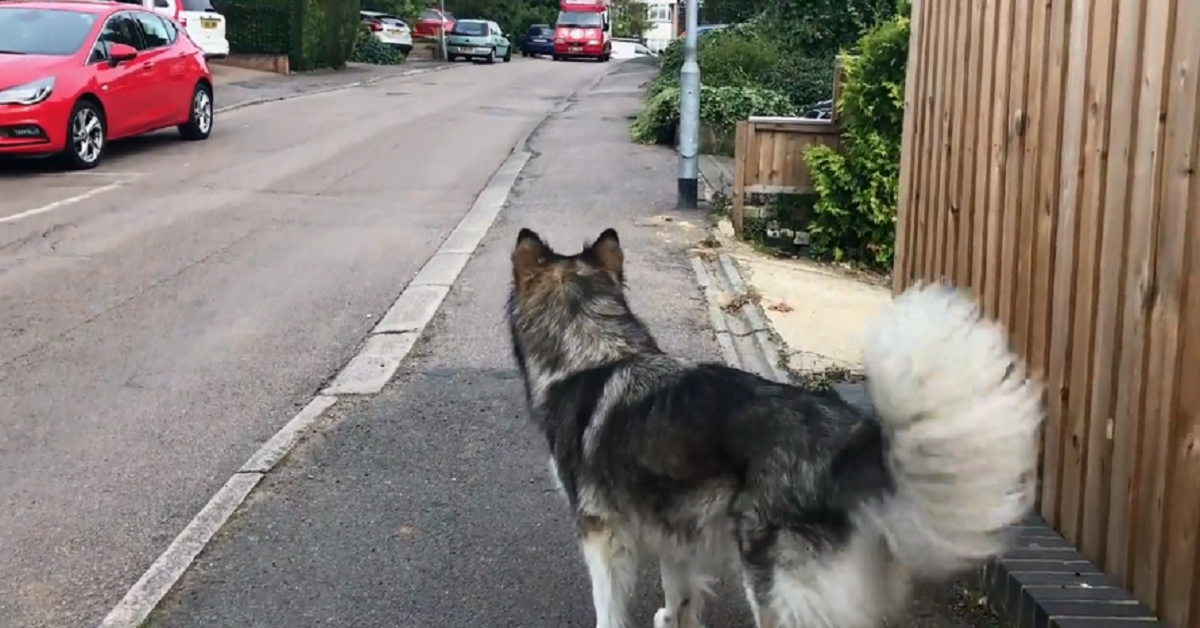 Questo Alaskan Malamute aspetta ogni giorno il camioncino dei gelati