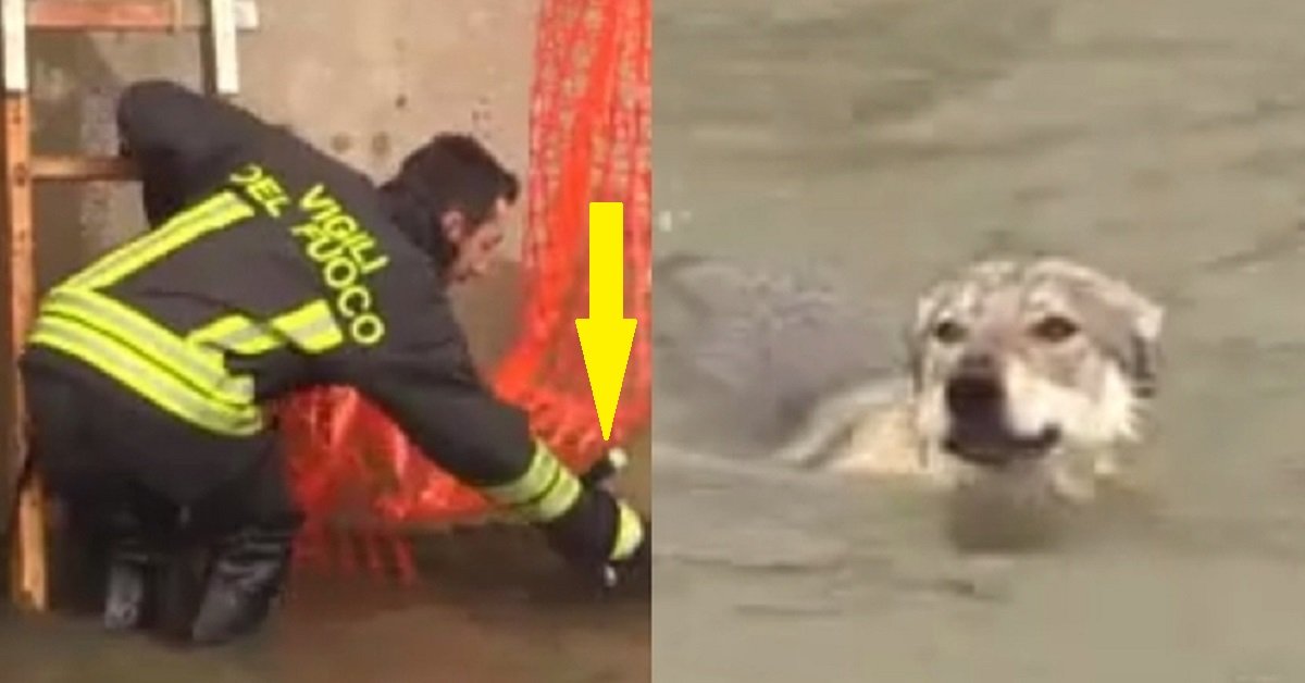 Salvati i cani finiti nel Canale dei Pescatori