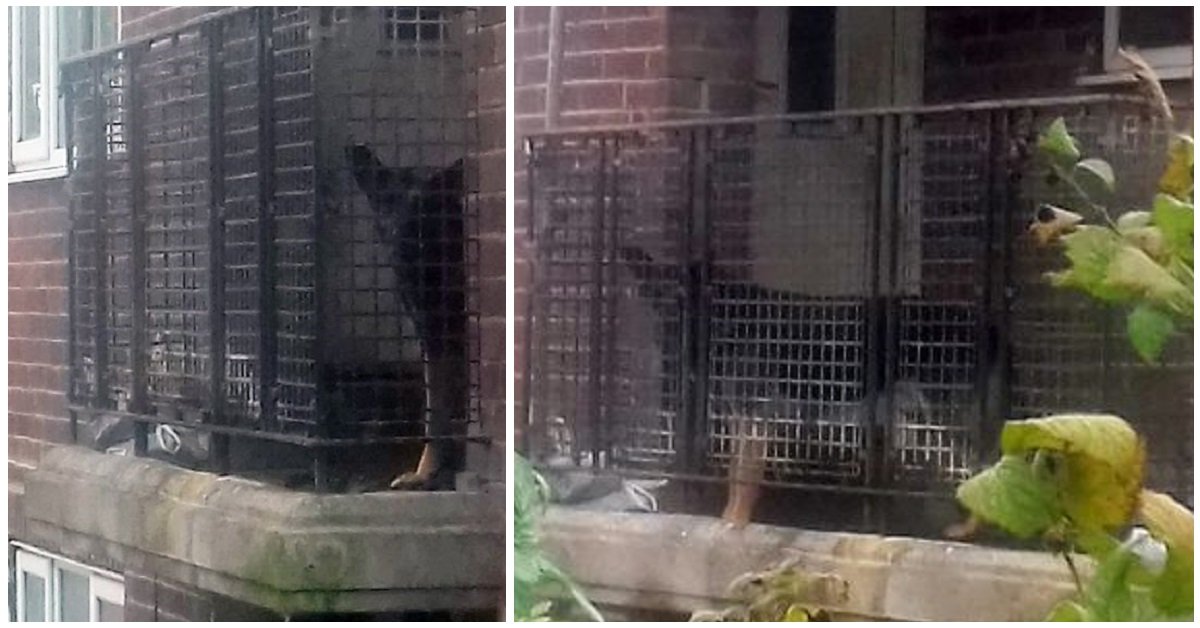 Shane il pastore tedesco costretto a vivere sul balcone tra gli escrementi