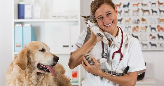 sterilizzazione-gratuita-per-cani-e-gatti
