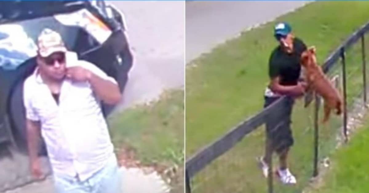 Telecamere di sicurezza riprendono due uomini che rubano un cucciolo di nome Chipper. Ricercati.