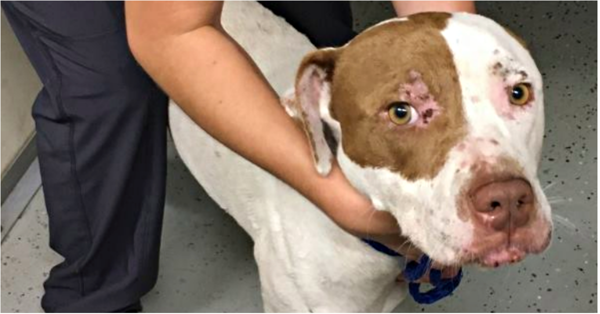 URGENTE: tredici cani saranno sottoposti ad eutanasia se non verranno adottati