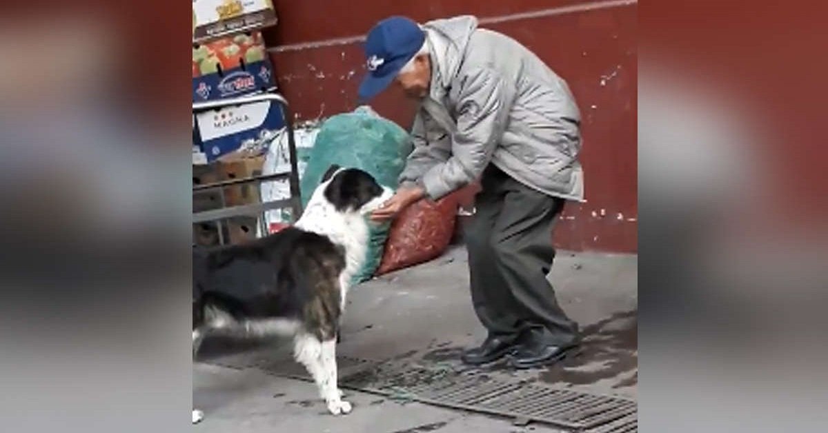 Uomo offre da bere a un cane assetato è il video tocca i cuori di tutto il mondo