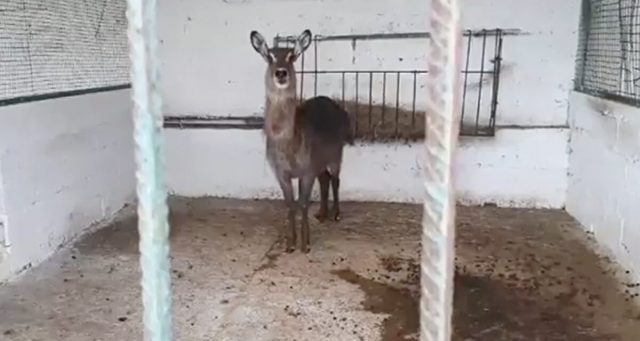 la-liberazione-degli-animali-nello-zoo-in-Albania 1