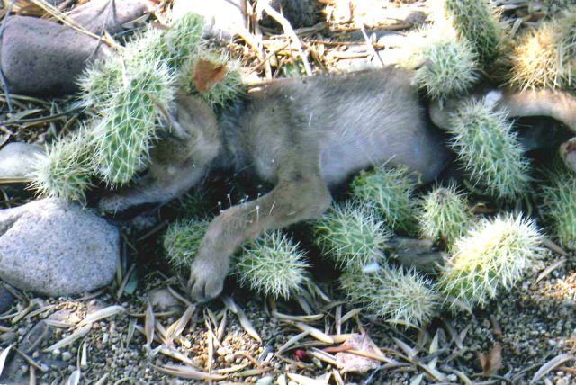 il-salvataggio-del-cucciolo-che-in-realtà-non-era-un-cane