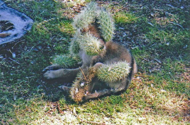 il-salvataggio-del-cucciolo-che-in-realtà-non-era-un-cane 1