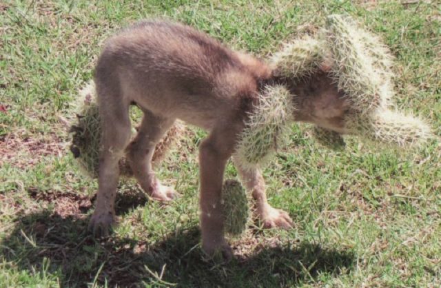 il-salvataggio-del-cucciolo-che-in-realtà-non-era-un-cane 2