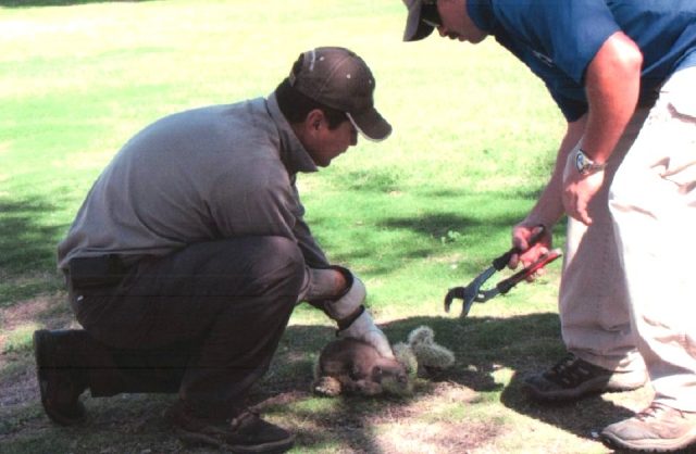 il-salvataggio-del-cucciolo-che-in-realtà-non-era-un-cane 3