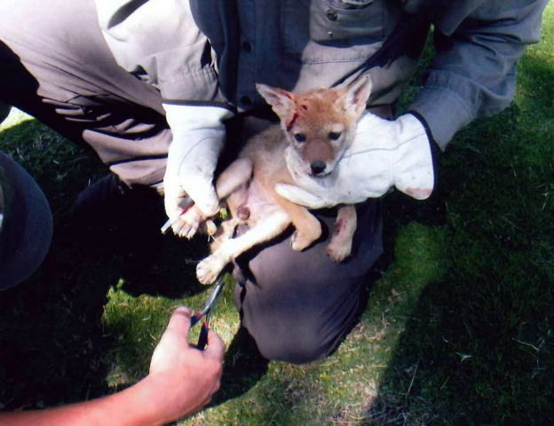 il-salvataggio-del-cucciolo-che-in-realtà-non-era-un-cane 4