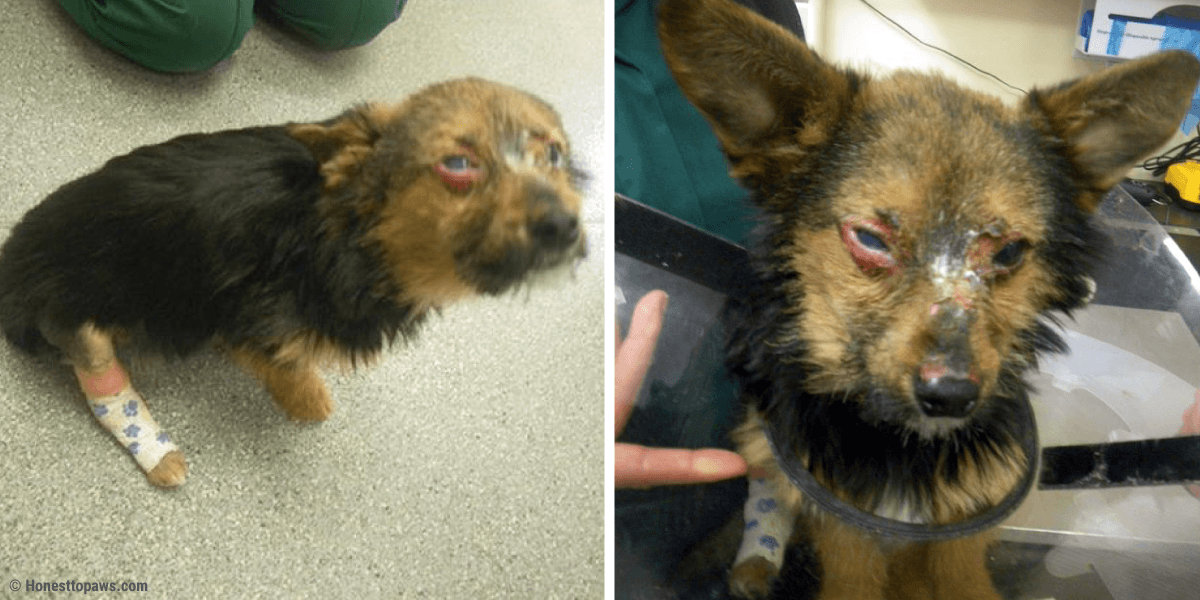 Chihuahua lotta per la vita dopo essere stato torturato da un branco di ragazzi