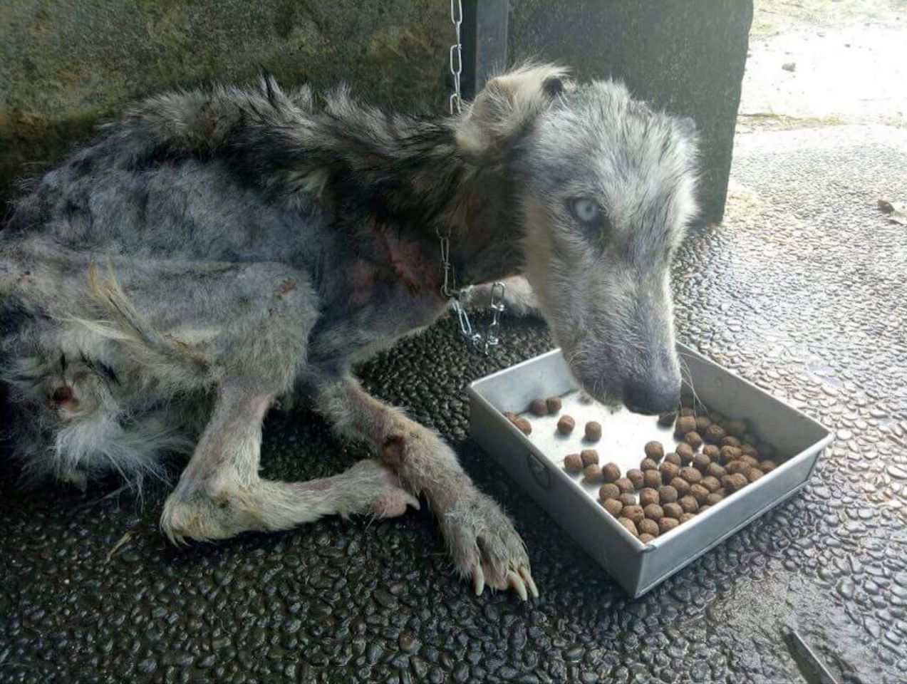 Randagio ridotto a uno scheletro, un giovane l’ha salvato e oggi è un cane felice