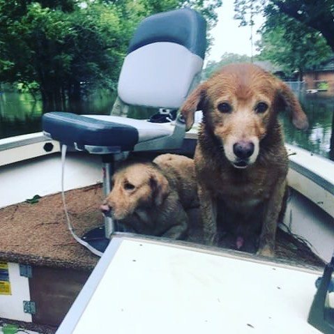 i-cani-abbandonati-durante-l'uragano-Harvey 1