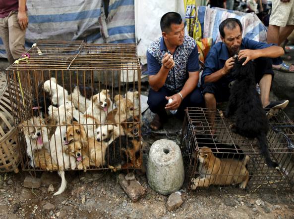 chiude-il-macello-più-grande-di-carne-di-cane 2