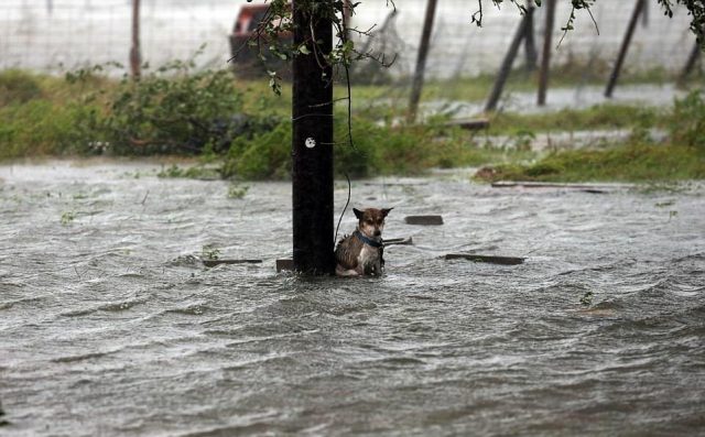 i-cani-abbandonati-durante-l'uragano-Harvey 2