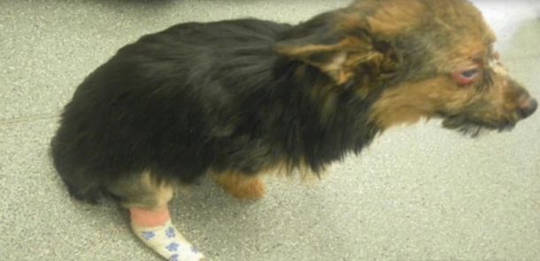 Chihuahua torturato sta lottando per sopravvivere
