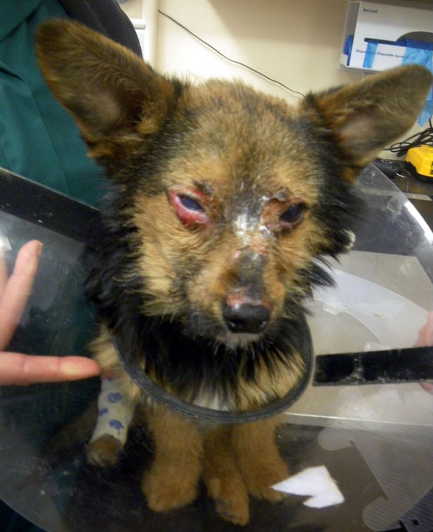 Chihuahua torturato sta lottando per sopravvivere