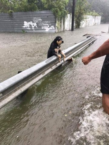 i-cani-abbandonati-durante-l'uragano-Harvey 3