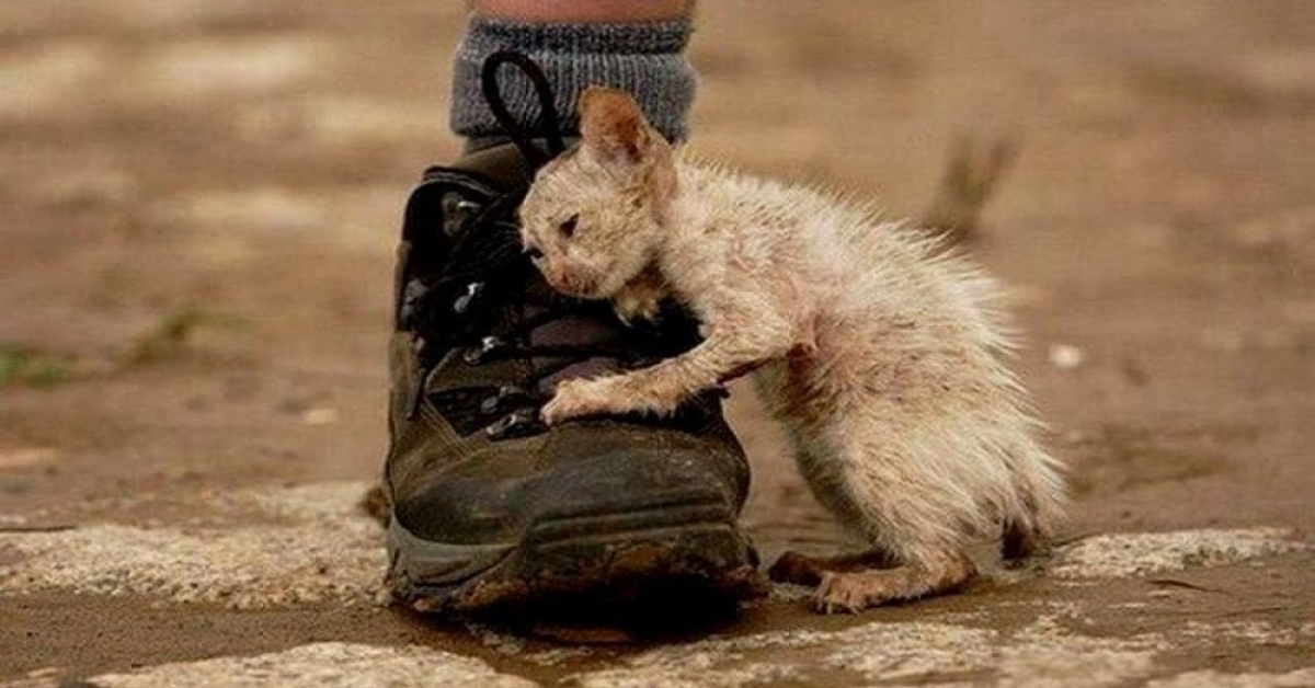 La storia dietro la foto del gatto accanto alla scarpa