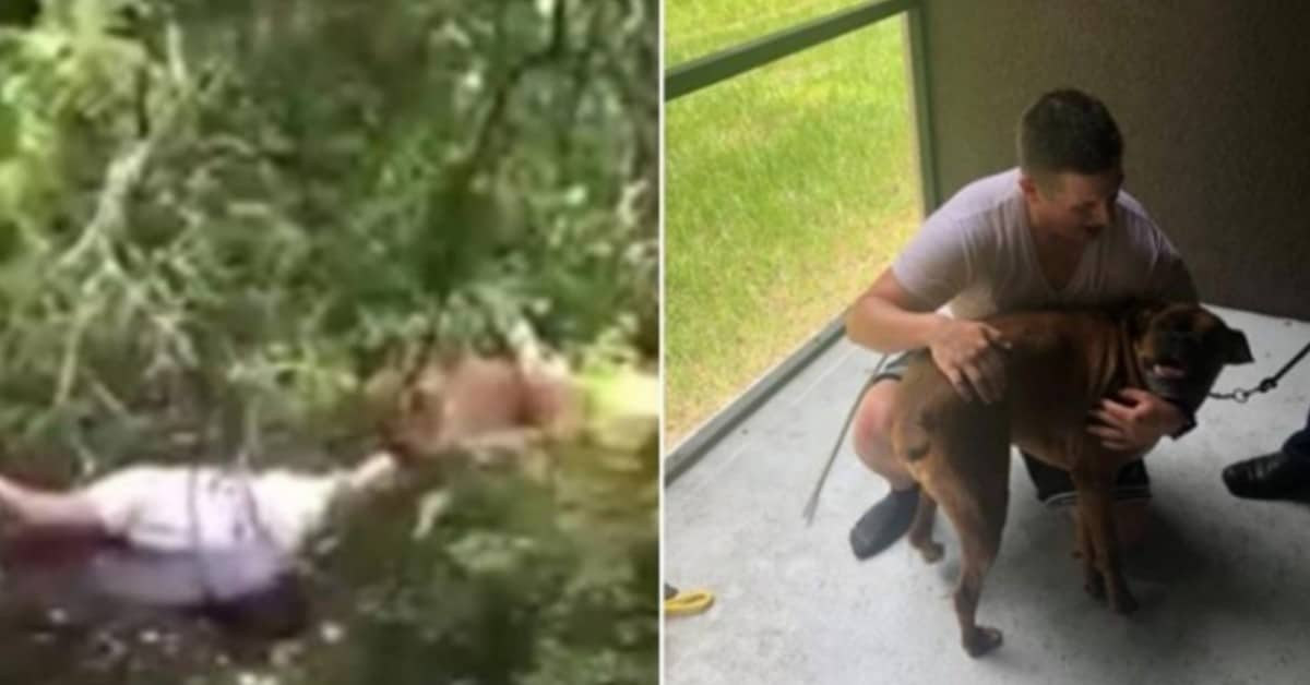 Il salvataggio di Cody, il cagnolino caduto nella palude