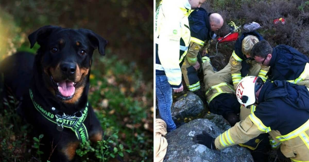 Cane rimane bloccato tra le rocce, poi i vigili del fuoco prendono una decisione drastica