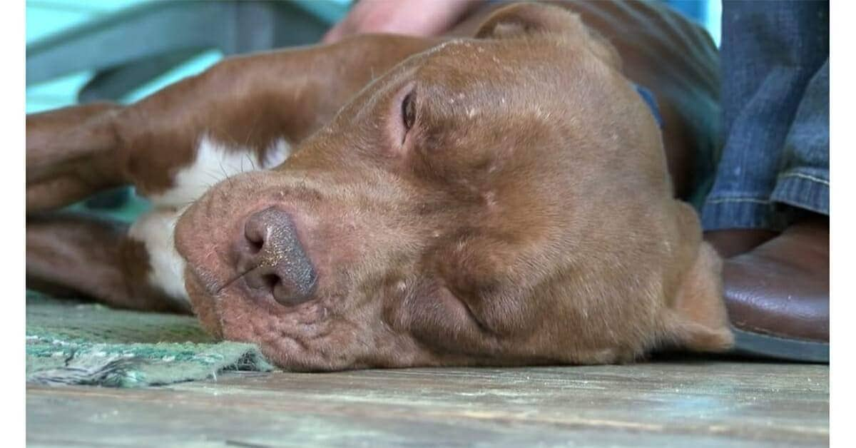 La storia della piccola cagnolina Nina