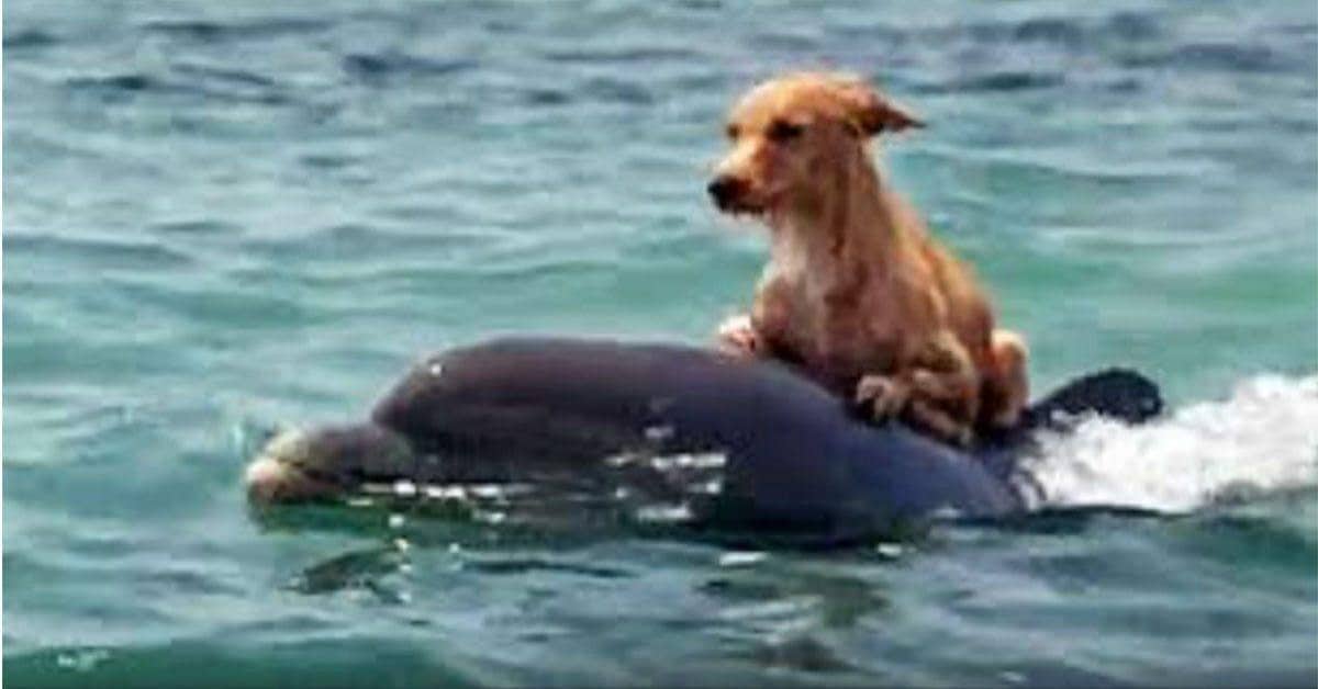 I delfini salvano la vita di un cane