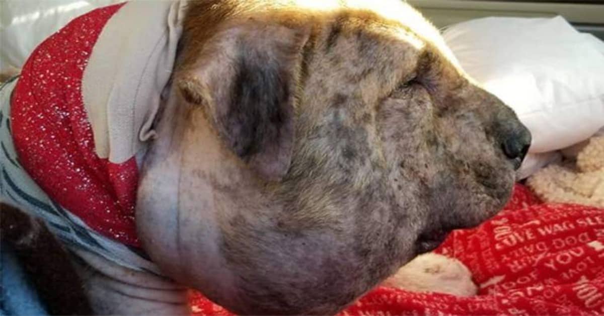 La-verità-di-Gus-che-ha-sconvolto-i-veterinari-ed-i-volontari