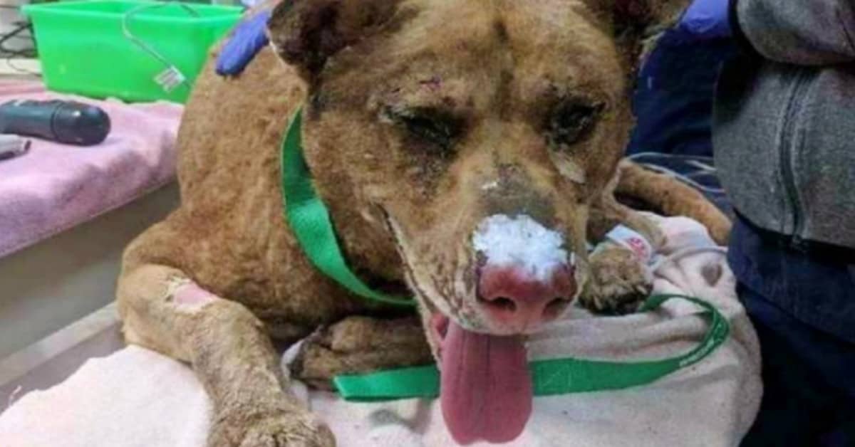 la-storia-di-Max-il-cane-che-è-riuscito-a-sopravvivere-all'incendio