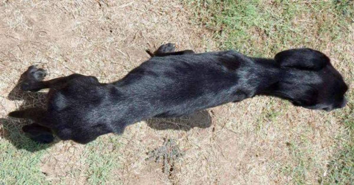 Il salvataggio del piccolo Bugsy