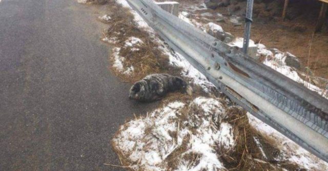 il-salvataggio-di-Saco-il-cucciolo-di-foca