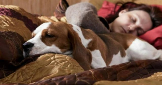 motivi.per-dormire-con-il-proprio-cane