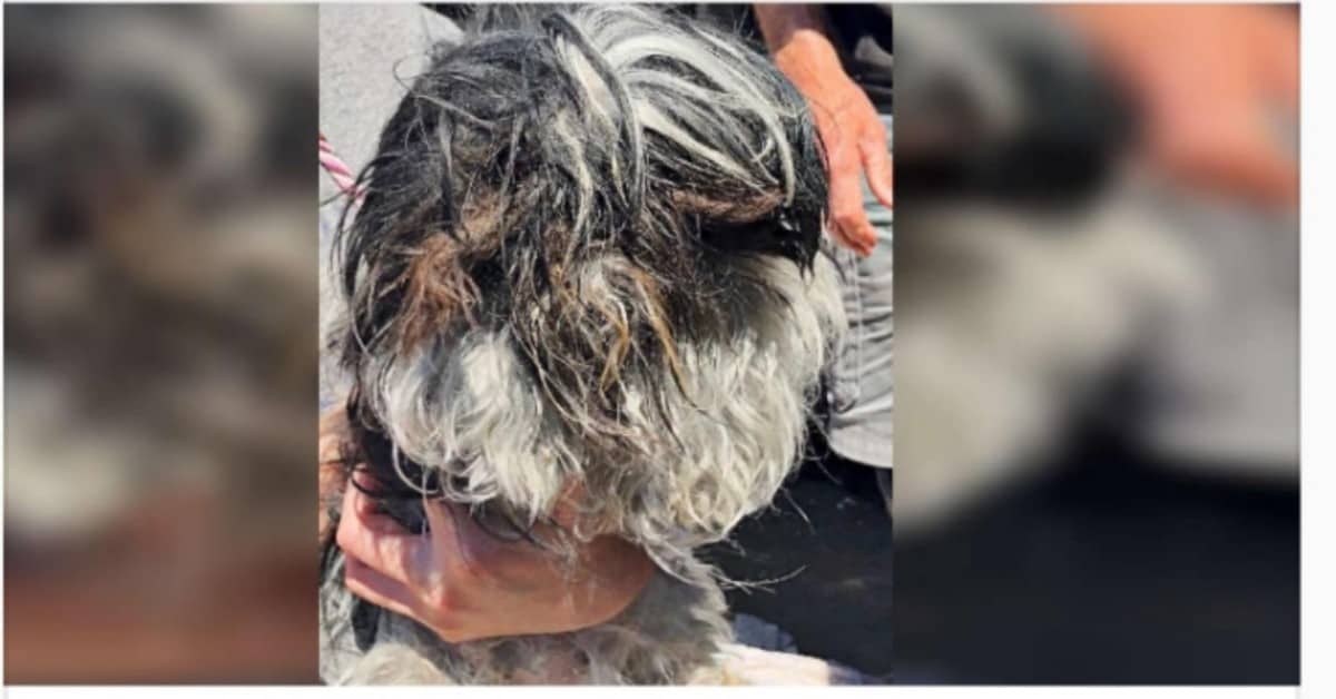 La storia della piccola Pixie