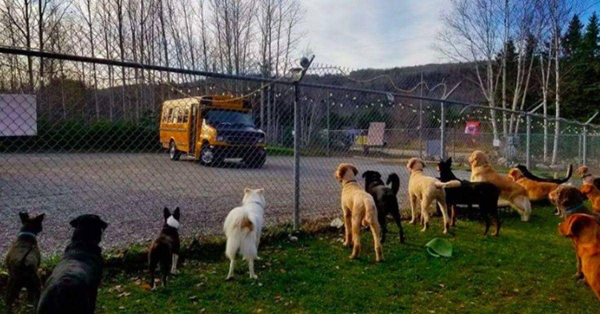 L’asilo per i cani, ha stupito il web