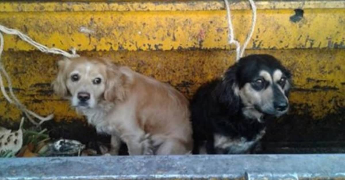 Il terribile abbandono di Pancho e Hachi
