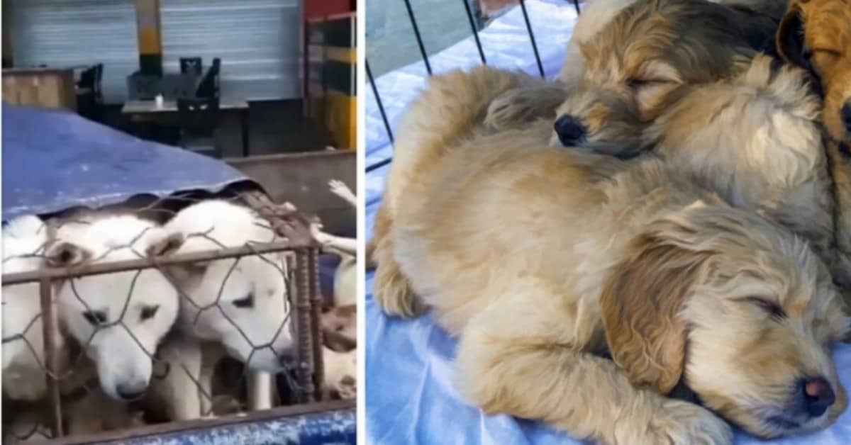 Chiude il macello più grande di carne di cane