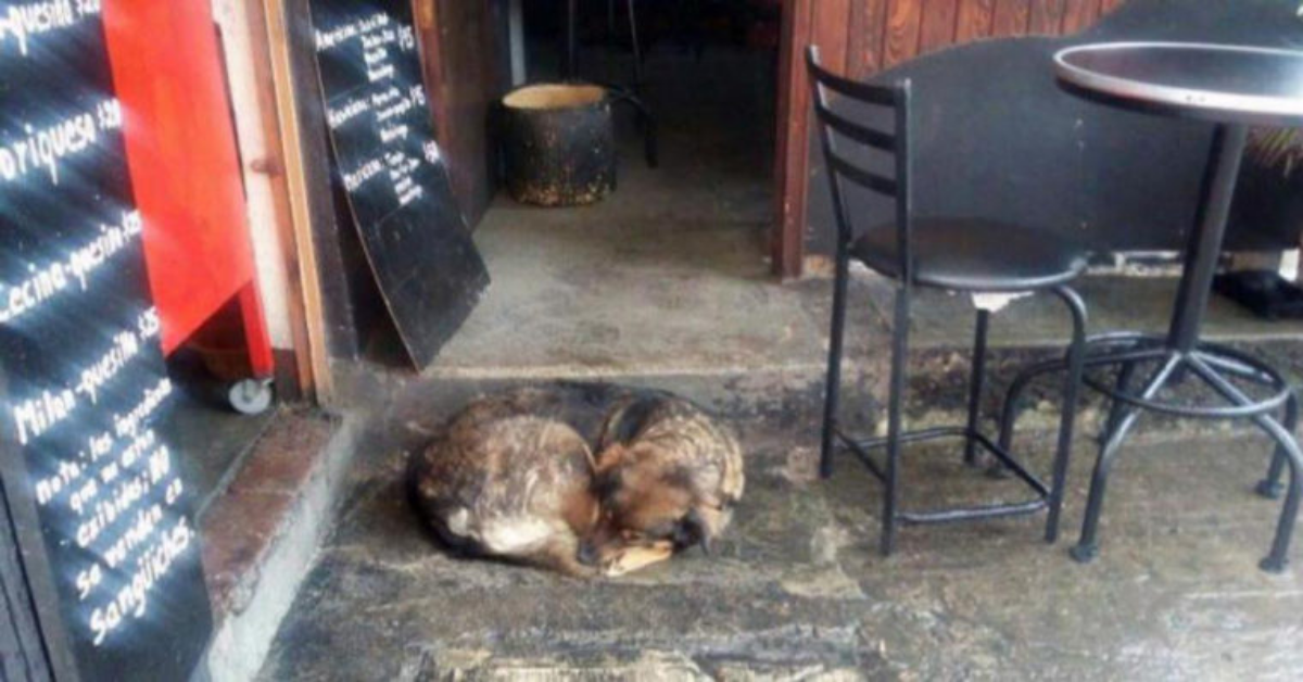Si lamentano di un cane randagio nel ristorante senza immaginare la risposta che avrebbero ricevuto