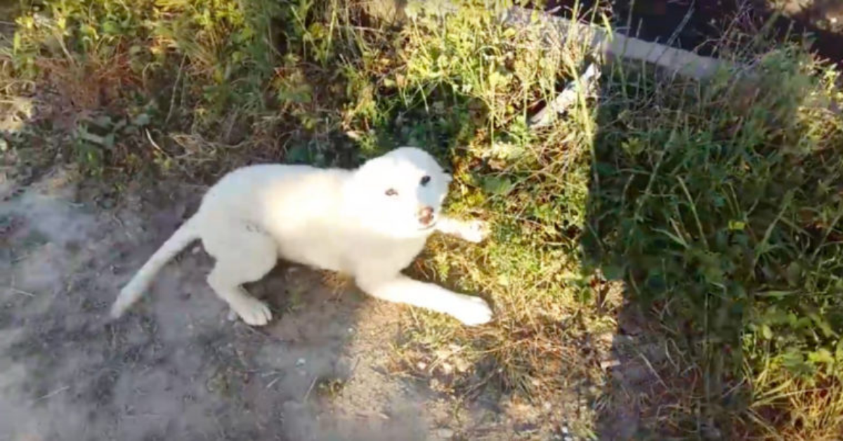 Cane senza casa esplode di gioia quando il runner si avvicina