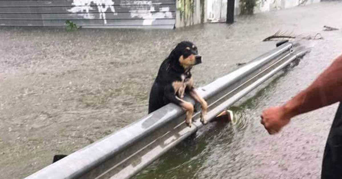 I cani abbandonati durante l’uragano Harvey