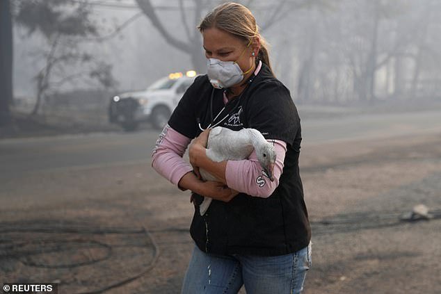 Non ce l'ha fatta Billiegirl, il gatto simbolo degli incendi della California