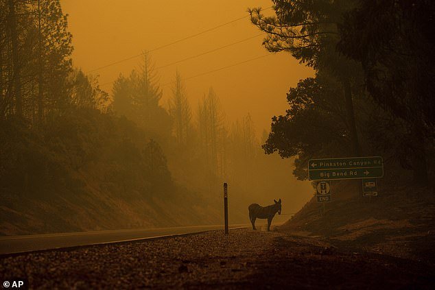 Non ce l'ha fatta Billiegirl, il gatto simbolo degli incendi della California