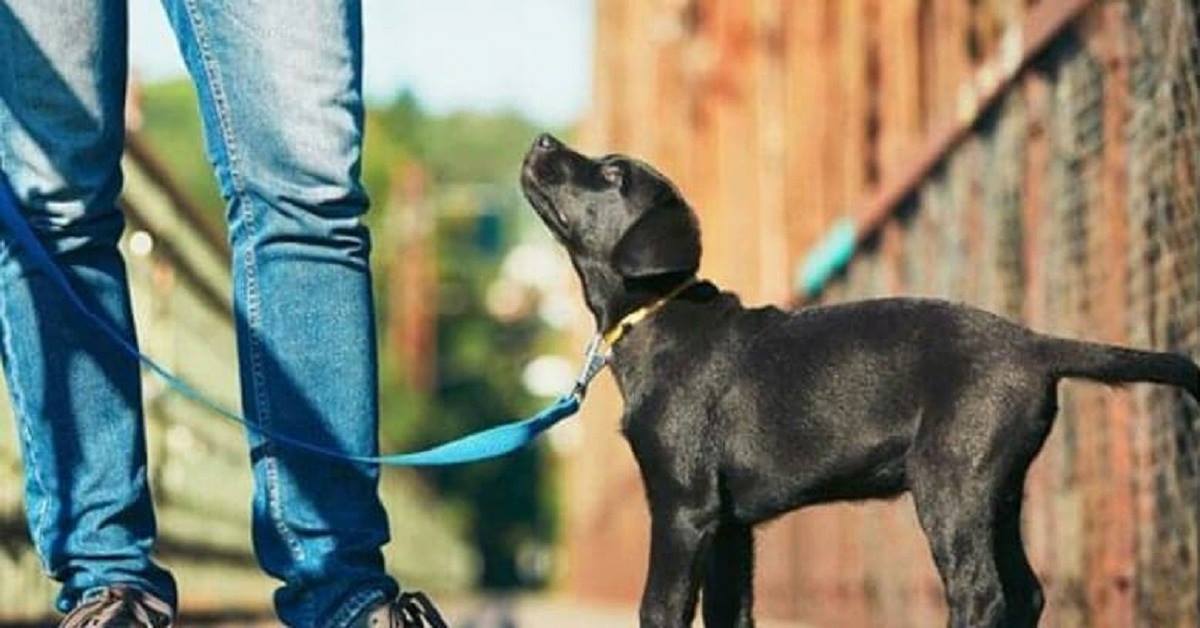 Abruzzo, due bulli colpiscono cane e padrone