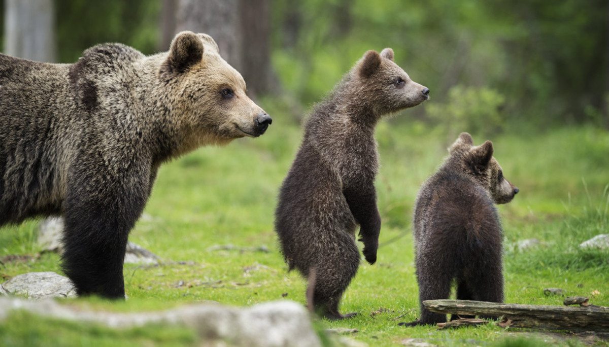 Animali in via di estinzione 2018 in Italia